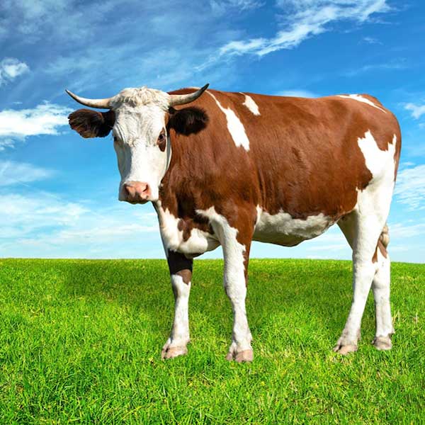 Agrofirm